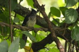 Kukułka żałobna - Clamator levaillantii - Levaillant's Cuckoo