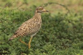 Kulon plamisty - Burhinus capensis - Spotted Thick-knee