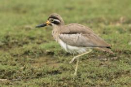 Kulon wielkodzioby - Esacus recurvirostris - Great Thick-knee