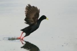 Kureczka czarna - Zapornia flavirostra - Black Crake