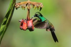 Kwiaciarek rudosterny - Chalybura urochrysia - Bronze-tailed Plumeleteer