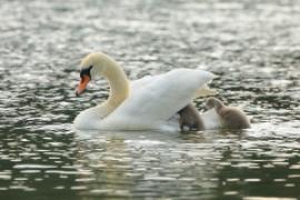 Łabędź niemy - Cygnus olor - Mute Swan