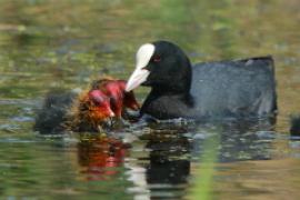 Łyska - Fulica atra - Common Coot