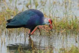 Modrzyk siwogłowy - Porphyrio porphyrio poliocephalus - Grey-headed Swamphen