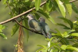 Muszkatela miedziana - Ducula aenea - Green Imperial Pigeon