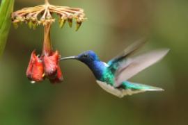 Nektareczek błękitny - Florisuga mellivora - White-necked Jacobin