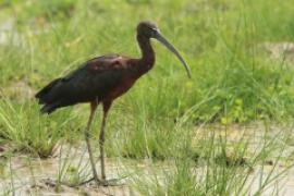 Ibis kasztanowaty - Plegadis falcinellus - Glossy Ibis