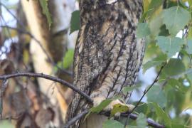 Uszatka - Asio otus - Long-eared Owl