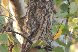 Uszatka - Asio otus - Long-eared Owl