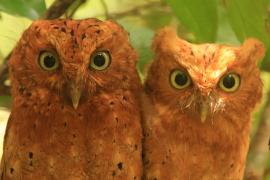 Syczek brunatny - Otus ireneae - Sokoke Scops Owl