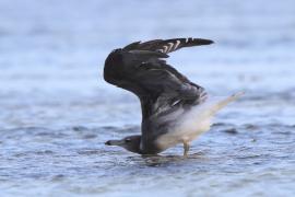 Mewa przydymiona - Ichthyaetus hemprichii - Sooty Gull