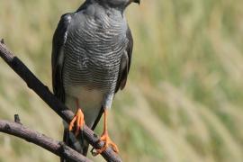 Krogulec szary - Accipiter ovampensis - Ovambo Sparrowhawk