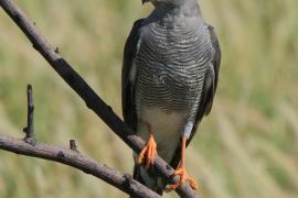 Krogulec szary - Accipiter ovampensis - Ovambo Sparrowhawk