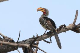 Toko czerwonolicy - Tockus leucomelas - Southern Yellow-billed Hornbill