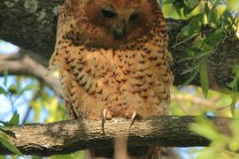 Rybiarka duża - Scotopelia peli - Pel's Fishing Owl