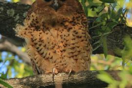 Rybiarka duża - Scotopelia peli - Pel's Fishing Owl