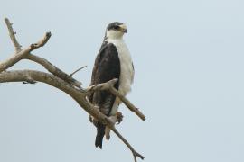 Myszołów białobrzuchy - Buteo augur - Augur Buzzard