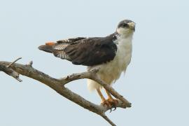 Myszołów białobrzuchy - Buteo augur - Augur Buzzard