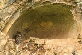 Puchacz górski - Bubo capensis mackinderi - Mackinder's Eagle Owl