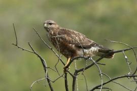 Myszołów - Buteo buteo - Common Buzzard