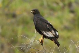 Myszołów białobrzuchy - Buteo augur - Augur Buzzard