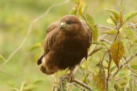 Myszołów - Buteo buteo - Common Buzzard