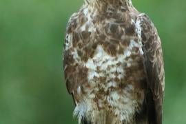 Myszołów - Buteo buteo - Common Buzzard