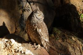 Puchacz plamisty - Bubo africanus - Spotted Eagle Owl
