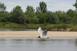 Śmieszka - Chroicocephalus ridibundus - Black-headed Gull