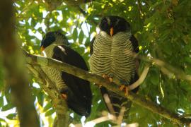 Dżunglarka czarnolica - Ciccaba nigrolineata - Black-and-white Owl