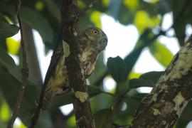 Sóweczka lilipucia - Glaucidium griseiceps - Central American Pygmy Owl