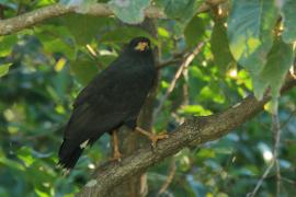 Czarnostrząb leśny - Buteogallus anthracinus - Common Black Hawk