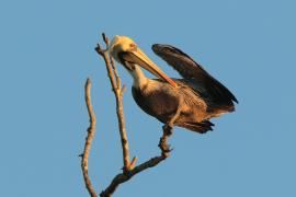 Pelikan brunatny - Pelecanus occidentalis - Brown Pelican