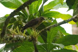 Myszołów szerokoskrzydły - Buteo platypterus - Broad-winged Hawk