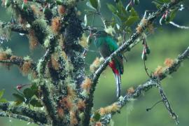 Kwezal herbowy - Pharomachrus mocinno - Resplendent Quetzal