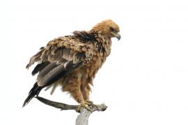 Orzeł sawannowy - Aquila rapax - Tawny Eagle