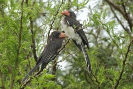 Toko czarnogłowy - Lophoceros alboterminatus - Crowned Hornbill