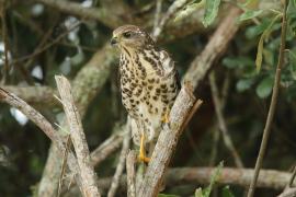 Krogulec trzypręgowy - Accipiter tachiro - African Goshawk