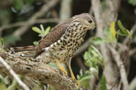 Krogulec trzypręgowy - Accipiter tachiro - African Goshawk