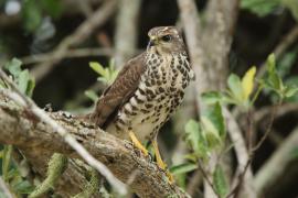 Krogulec trzypręgowy - Accipiter tachiro - African Goshawk