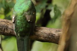 Afrotrogon zielony - Apaloderma narina - Narina Trogon