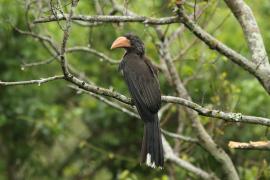 Toko czarnogłowy - Lophoceros alboterminatus - Crowned Hornbill