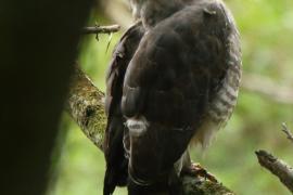 Gadożer krótkoskrzydły - Circaetus fasciolatus - Southern Banded Snake Eagle