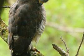 Gadożer krótkoskrzydły - Southern Banded Snake Eagle