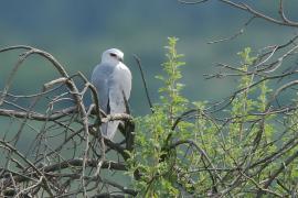 Kaniuk - Elanus caeruleus - Black-winged Kite