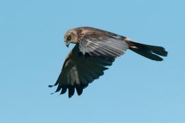 Błotniak stawowy - Circus aeruginosus - Western Marsh Harrier