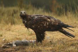 Orzeł przedni - Aquila chrysaetos - Golden Eagle