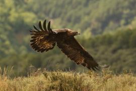 Orzeł przedni - Aquila chrysaetos - Golden Eagle