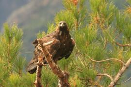 Orzeł przedni - Aquila chrysaetos - Golden Eagle