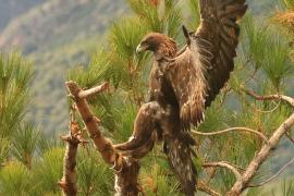 Orzeł przedni - Aquila chrysaetos - Golden Eagle